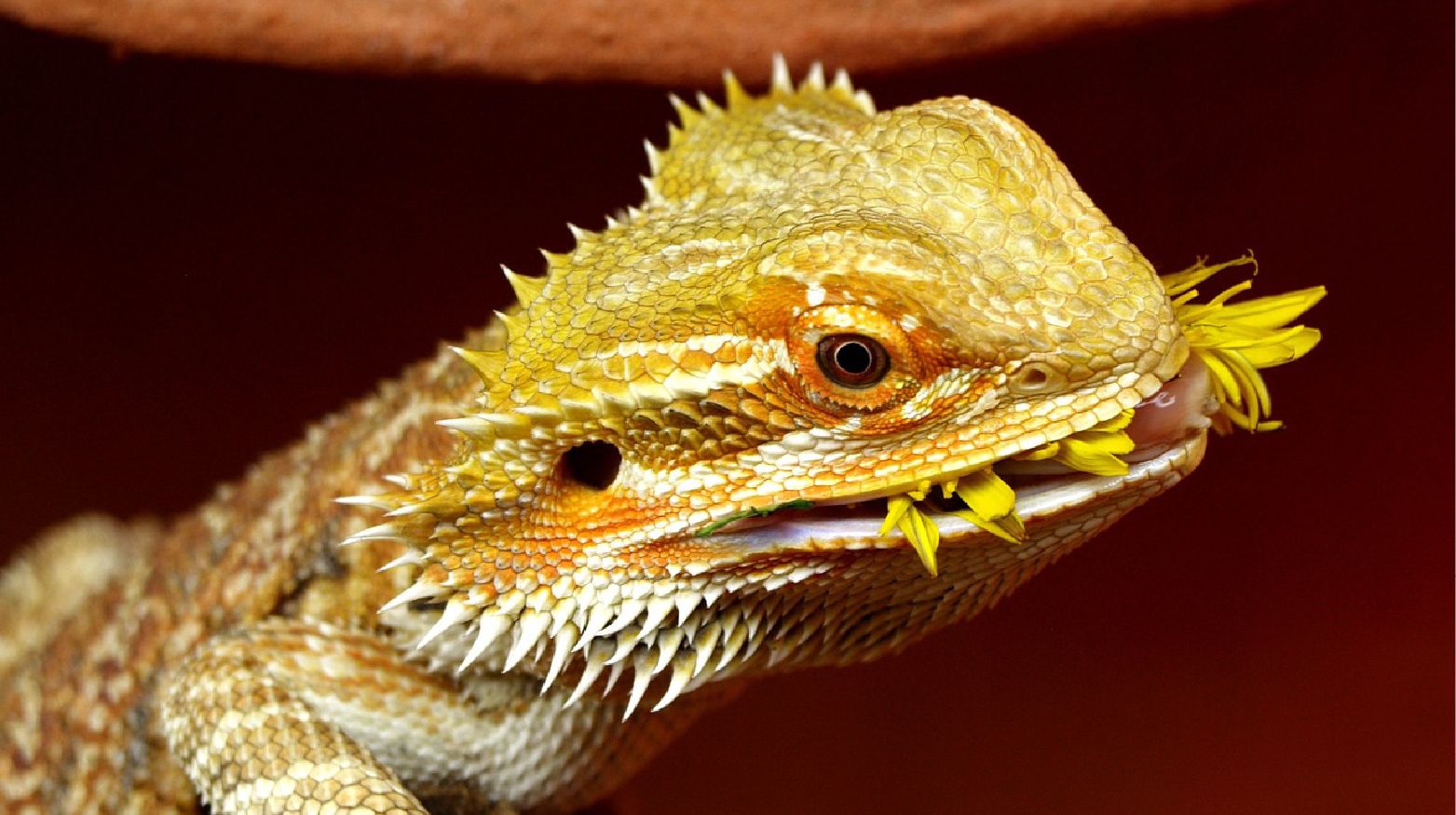 Bearded Dragon Diet Guide Complete How To For New Owners