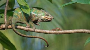 Chameleon Diet Guide - How To Feed Your Chameleon the Right Way