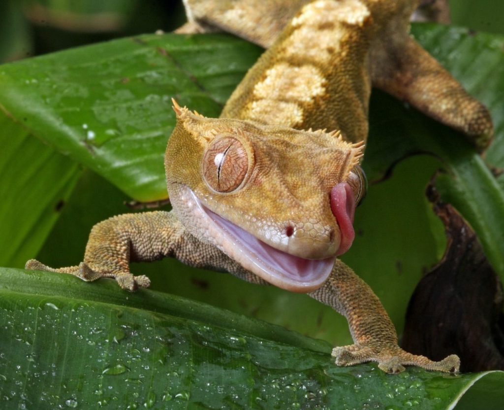 Setting up a Crested Gecko Habitat (StepbyStep Beginners Guide)