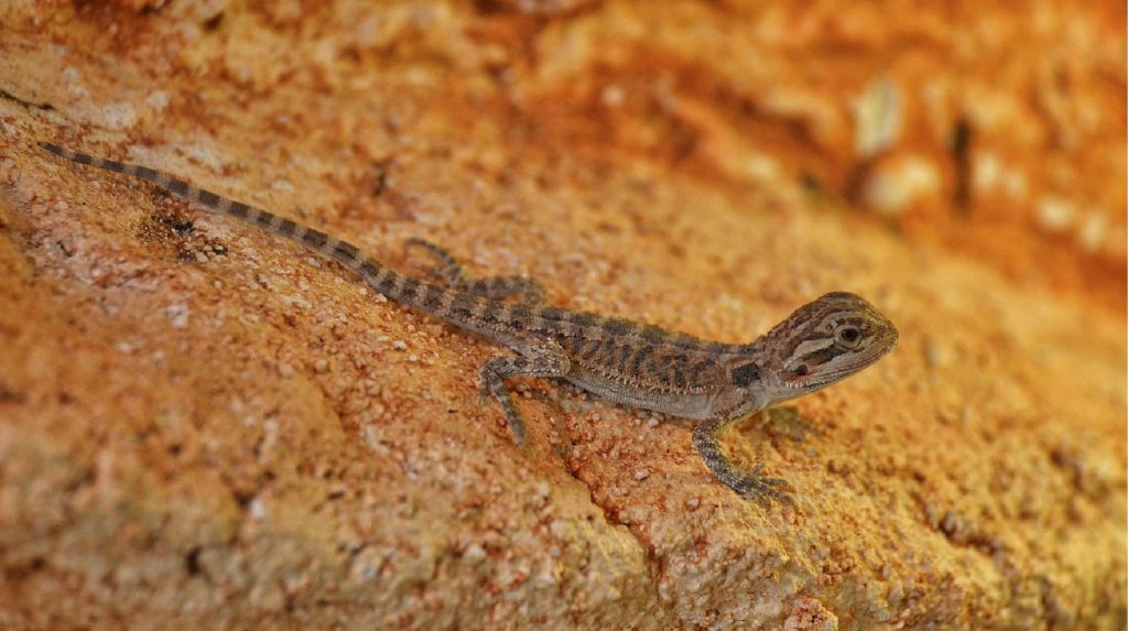 How to care bearded dragon