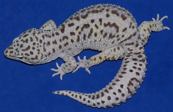full grown mack snow tangerine leopard gecko