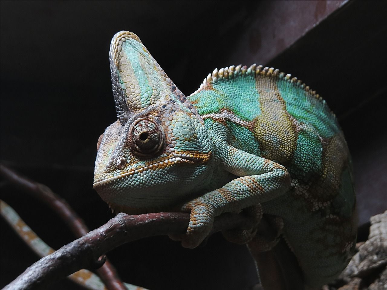 70+ Types of Chameleons (With Pictures): Chameleon Species Guide