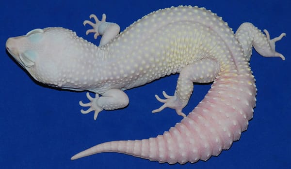 35 Awesome Leopard Gecko Morphs (With Pictures): The Complete Guide