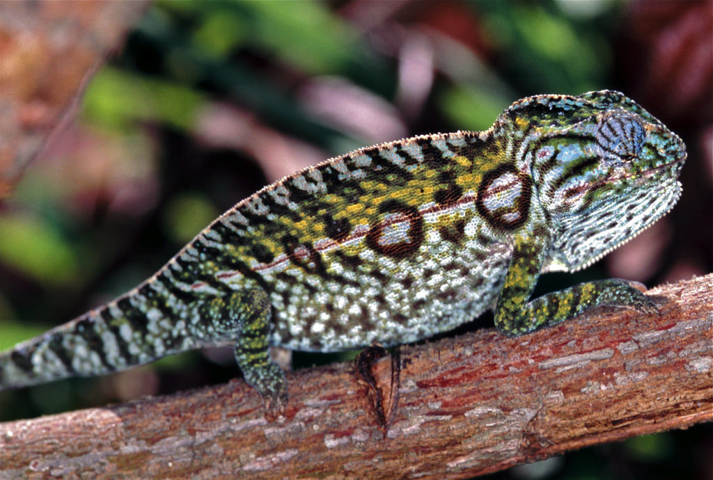 70+ Types of Chameleons (With Pictures): Chameleon Species Guide