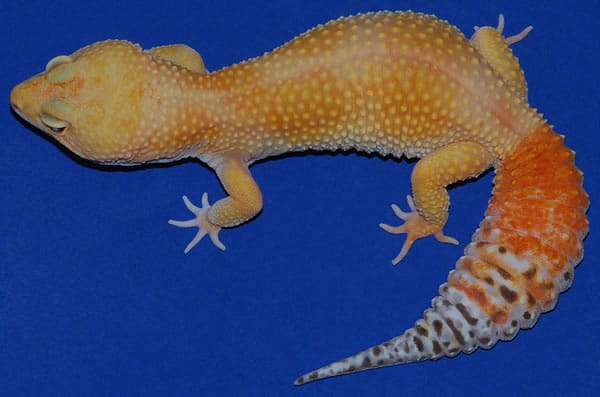 35 Awesome Leopard Gecko Morphs (With Pictures): The Complete Guide