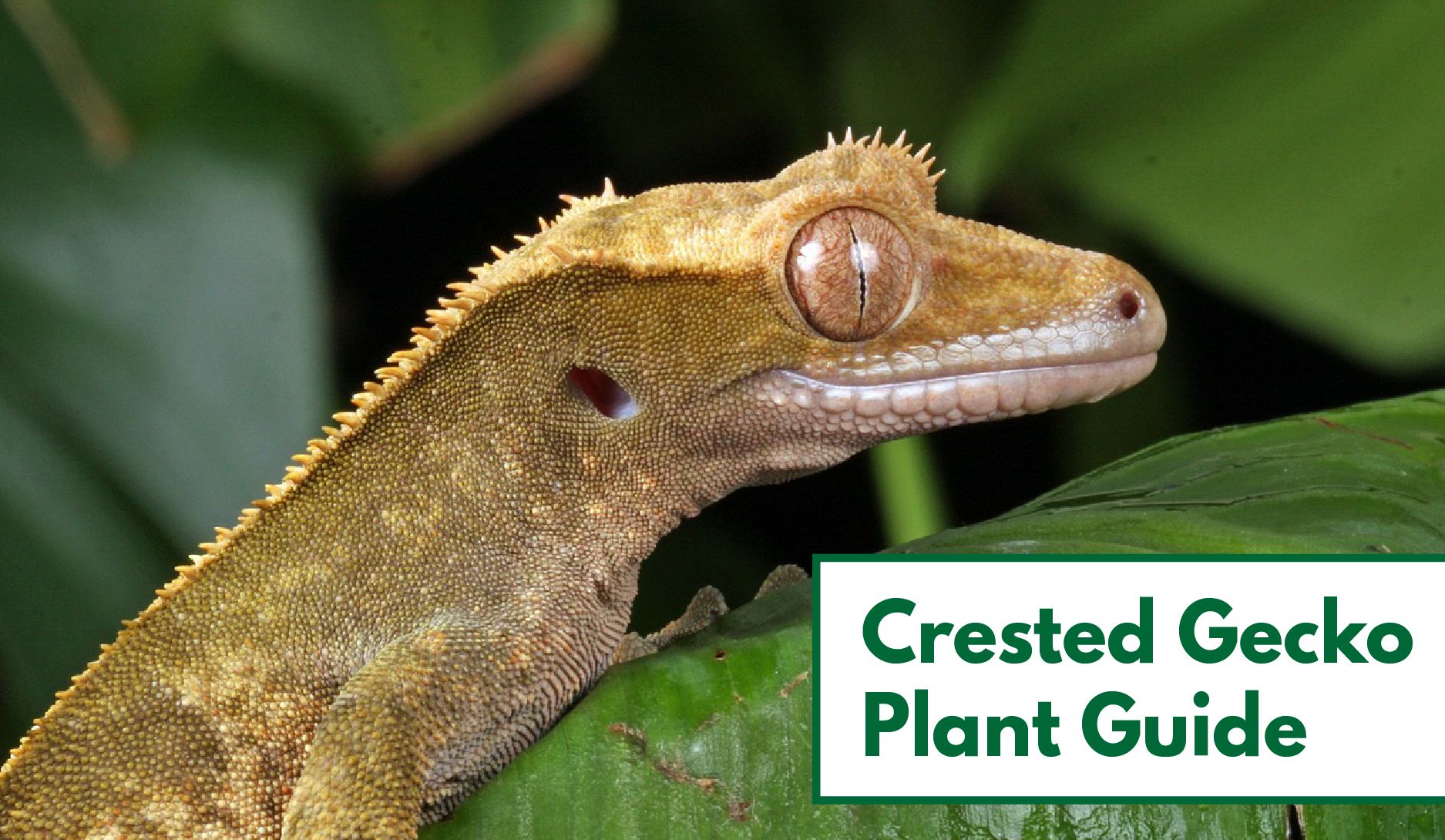 13 Awesome Plants for Crested Gecko Vivariums | Reptile Advisor
