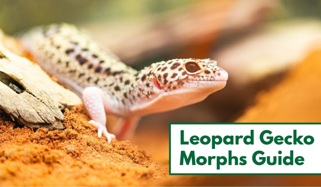 35-awesome-leopard-gecko-morphs-with-pictures-the-complete-guide