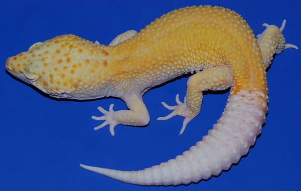 35 Awesome Leopard Gecko Morphs (With Pictures): The Complete Guide