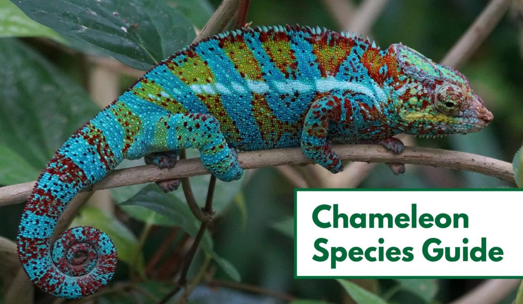 70+ Types of Chameleons (With Pictures): Chameleon Species Guide