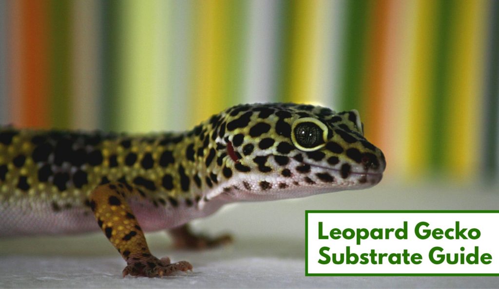 Leopard Gecko Substrate: How to Choose the Perfect Substrate (GUIDE)