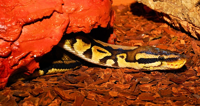 The Ultimate Ball Python Care Guide: Everything You Need to Know