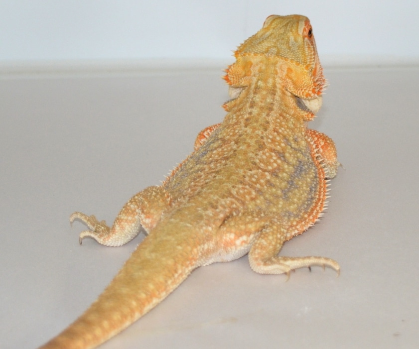 translucent morph bearded dragon