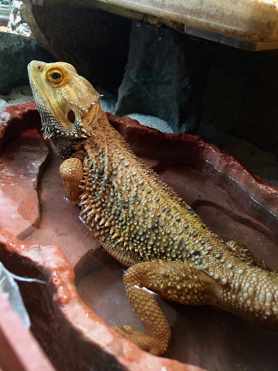 bearded-dragon-brumation-everything-you-need-to-know-guide