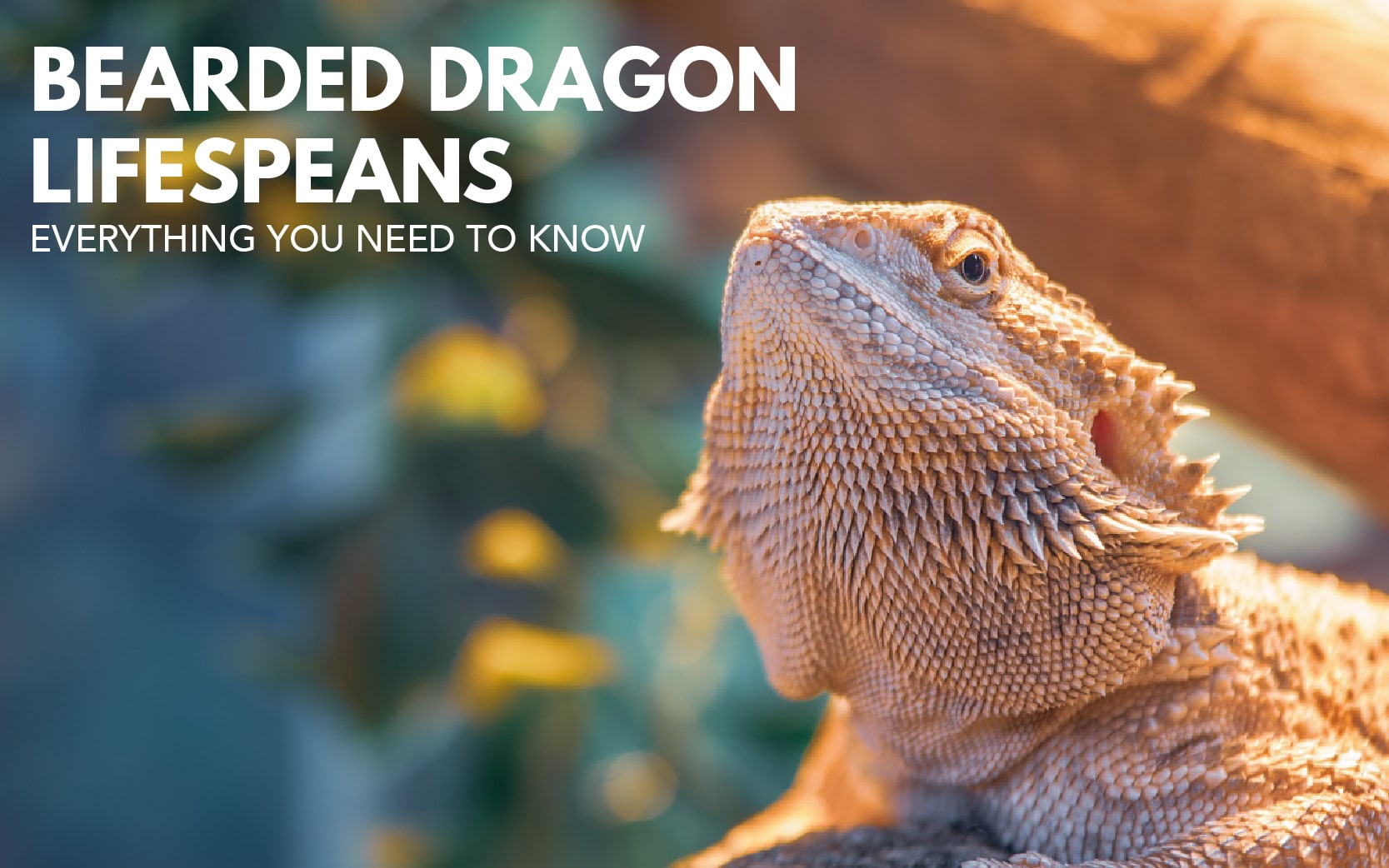 Bearded Dragon Lifespans How Long Do Bearded Dragons Live 