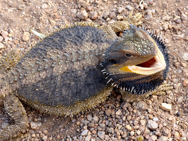 How to Calm & Tame an Angry Bearded Dragon | Reptile Advisor