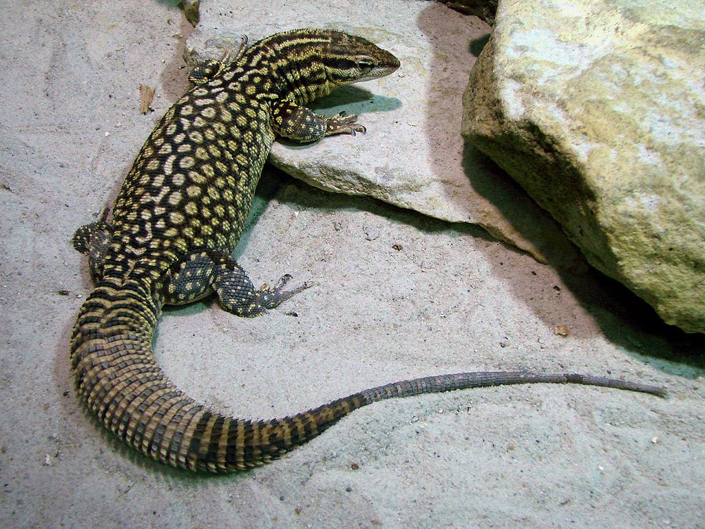 5 Awesome Types of Pet Lizards (With Pictures) Reptile Advisor