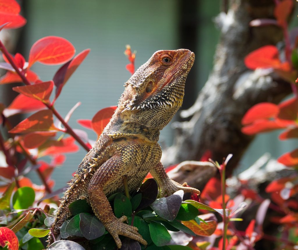 the-true-cost-of-owning-a-bearded-dragon-bearded-dragon-price-guide