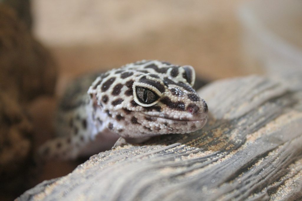 Leopard Gecko Shedding 101 The Expert’s Guide Reptile Advisor