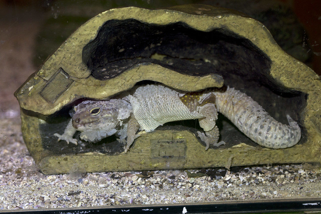 Leopard Gecko Shedding 101 The Expert's Guide Reptile Advisor