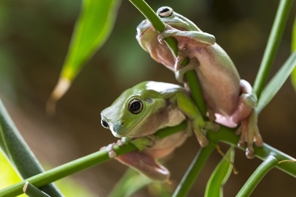 8 Awesome Types of Pet Frogs You Can Keep at Home