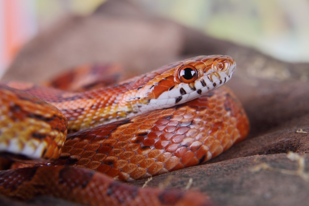 Feeding Your Corn Snake The Complete Corn Snake Diet Guide