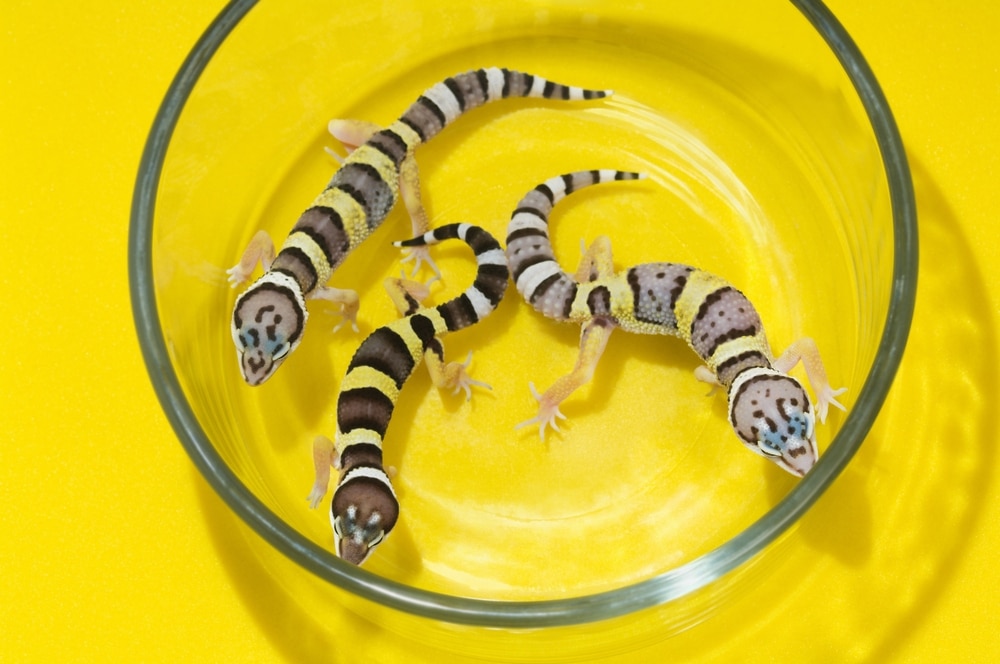 Breeding Leopard Geckos The Complete Step By Step Guide