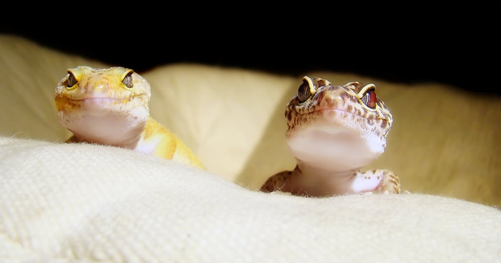 leopard gecko egg incubator for sale
