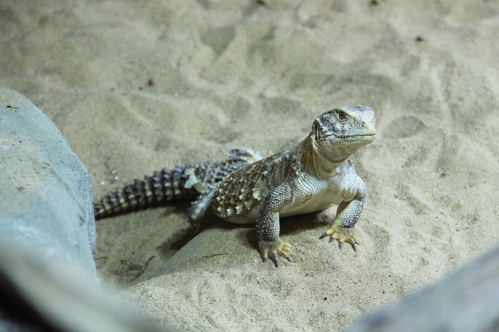 Uromastyx Care: The Complete Guide | Reptile Advisor