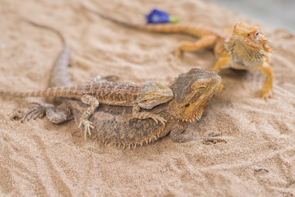 How to Breed Bearded Dragons StepbyStep Guide