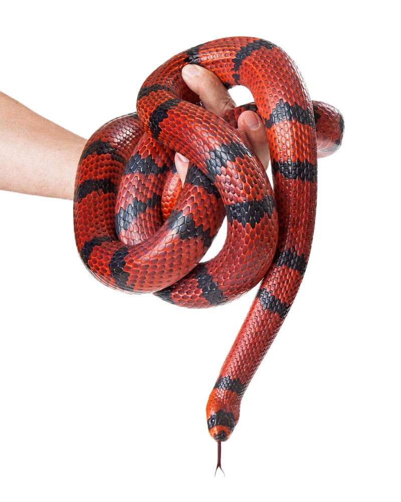 How To Hold A Snake The Right Way | Reptile Advisor