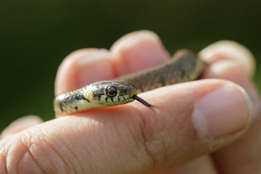 How to Hold a Snake the Right Way | Reptile Advisor