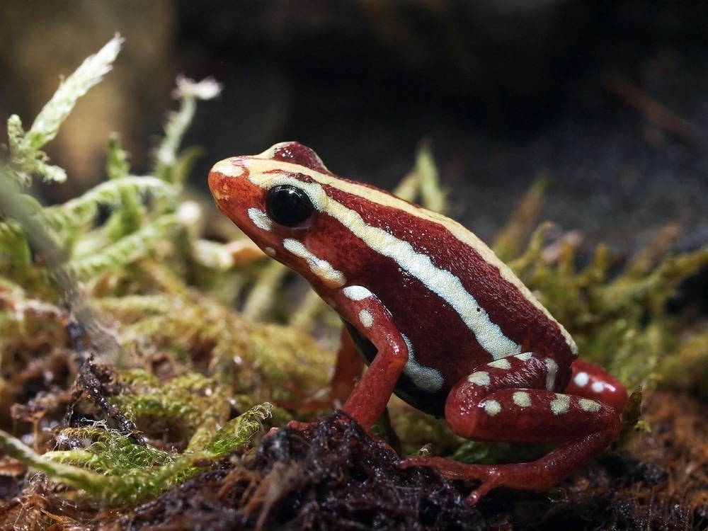 8 Poison Dart Frog Species That You Can Keep at Home | Reptile Advisor