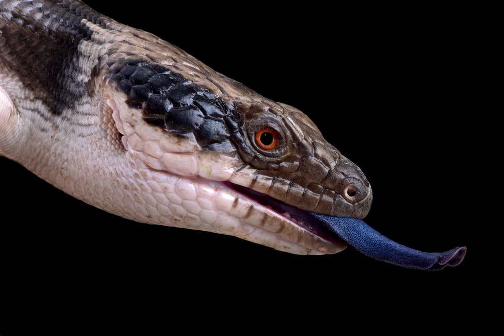 blue tongue skink plush