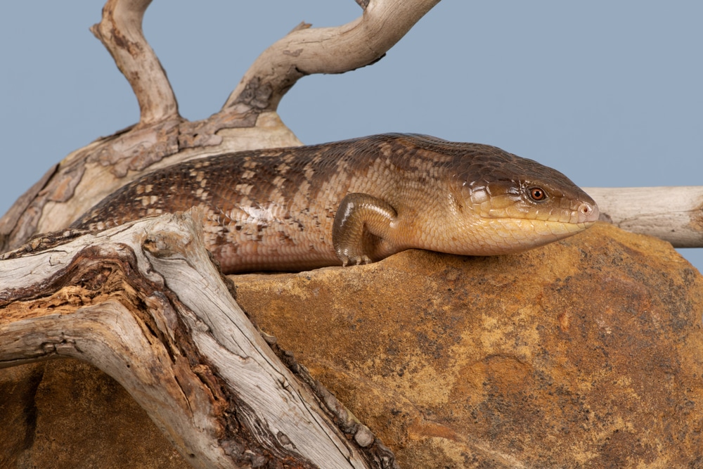 Blue Tongue Skink Care The Complete Guide Reptile Advisor