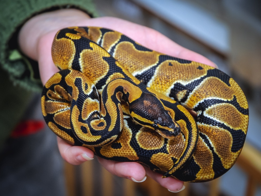 How to Breed Ball Pythons StepbyStep Guide Reptile Advisor