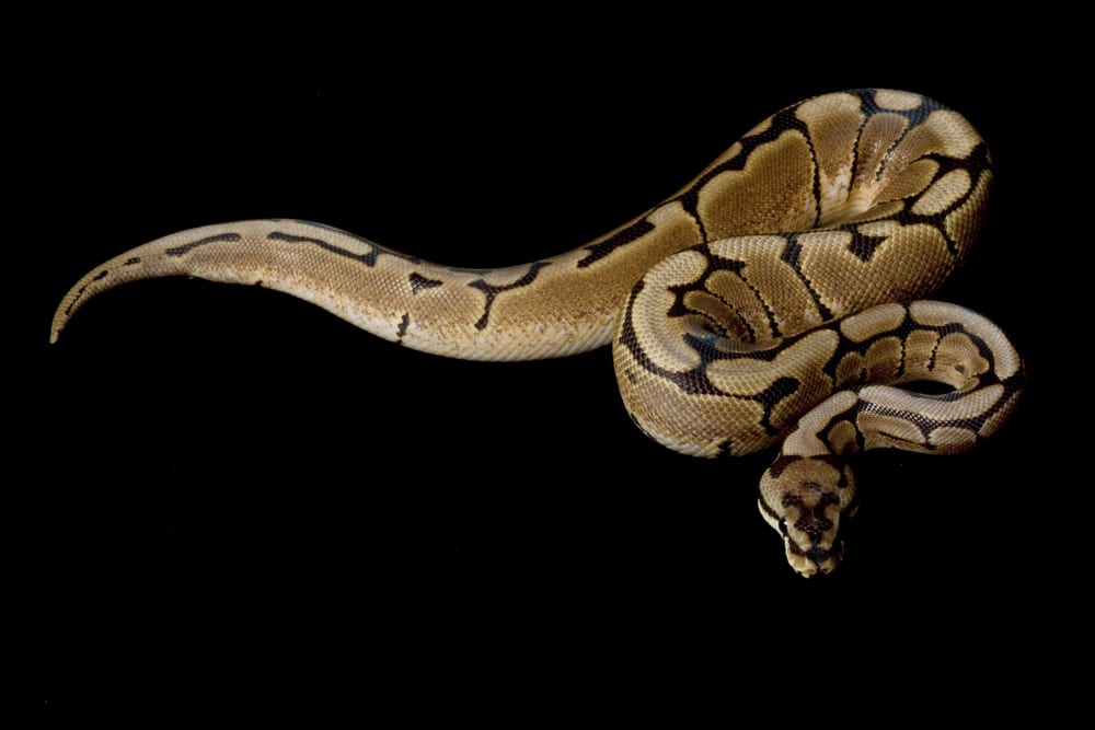 boa vs python markings