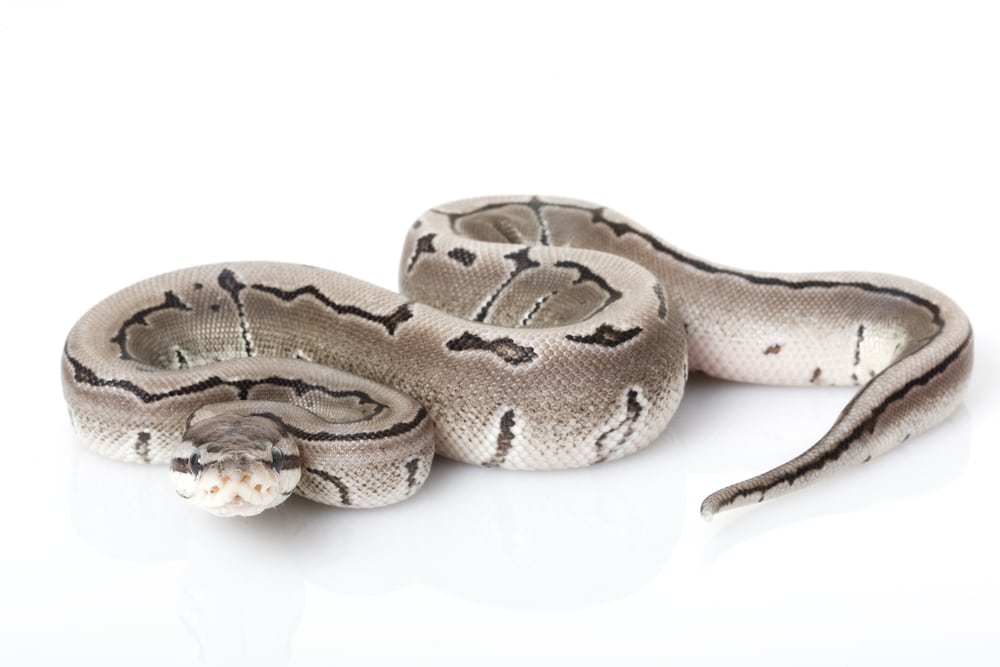 Spider Ball Python Morph: Everything You Need to Know | Reptile Advisor