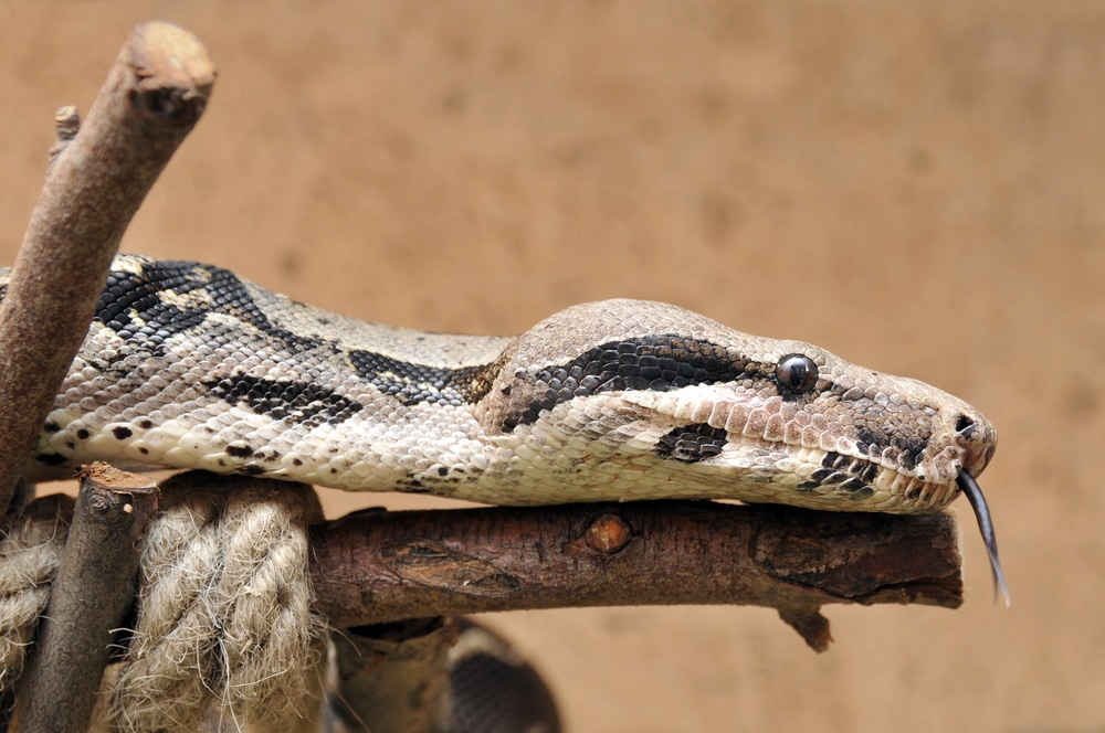picture of boa constrictor snake