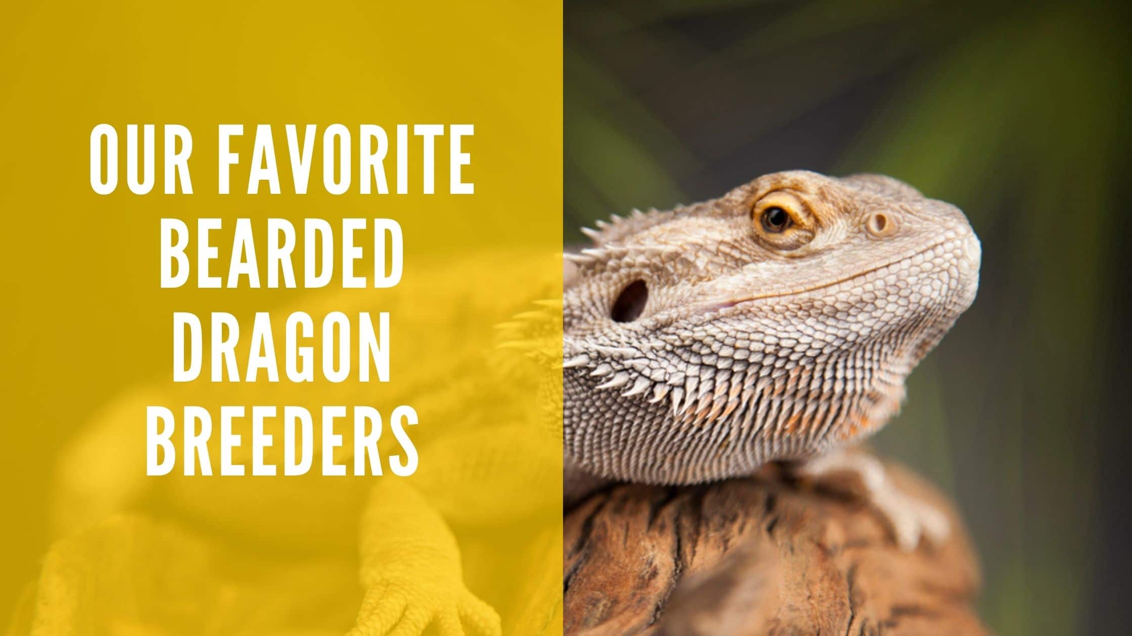 9 Best Bearded Dragon Breeders on the Market (Our Top Picks)