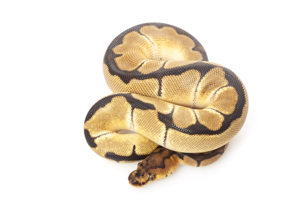 Clown Ball Python Morph Guide With Pictures Reptile Advisor